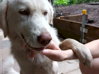 Female Maremma 8 months old