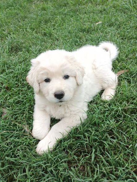 Male Maremma Puppy