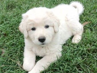 Male Maremma Puppy