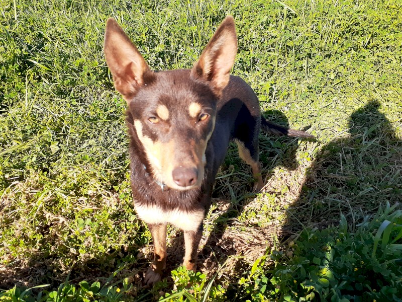Kelpie female red & tan