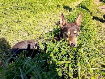 Kelpie female red & tan