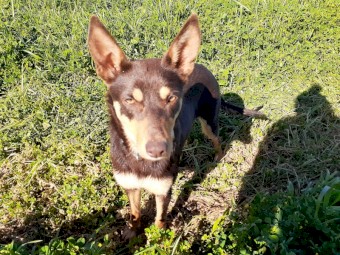 Kelpie female red & tan