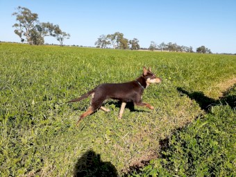 Kelpie female red & tan