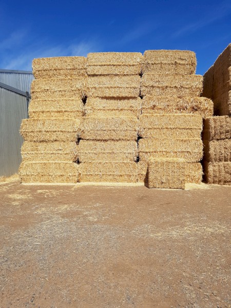 Header trails wheat straw. Bright straw no rain.