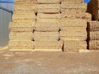 Header trails wheat straw. Bright straw no rain.