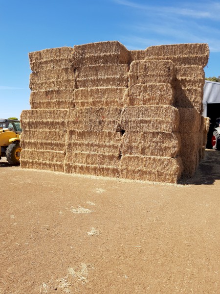 Good quality legume Header windrows.