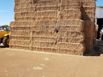 Good quality legume Header windrows.