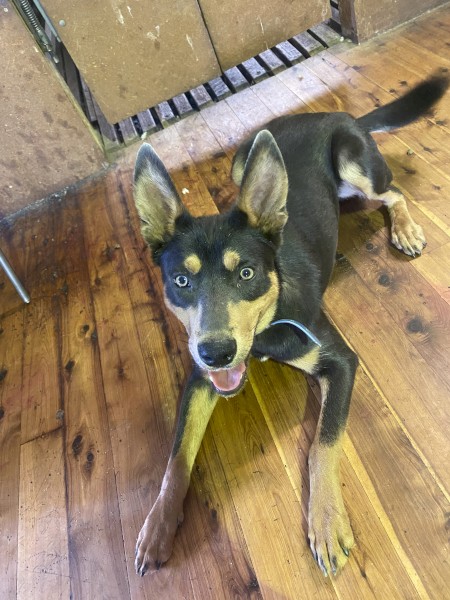 Kelpie Working Pup