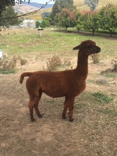 Female Alpaca 