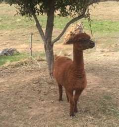 Female Alpaca 
