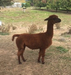 Female Alpaca 