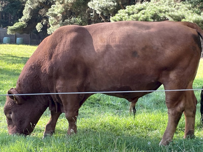 South Devon Pedigree Polled Bull 3 years old