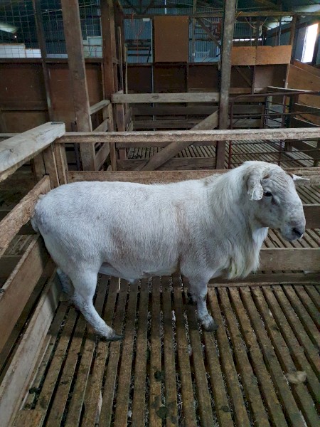 2 Australian White Rams