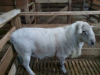 2 Australian White Rams