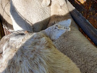 2 Australian White Rams
