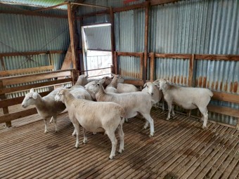 52 Australian White Ewes mixed ages