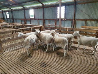 52 Australian White Ewes mixed ages