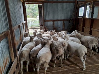 52 Australian White Ewes mixed ages