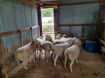 52 Australian White Ewes mixed ages
