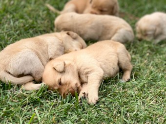 Red Fox Labrador Pups 