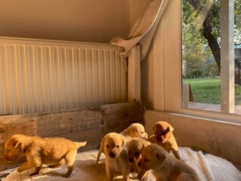 Red Fox Labrador Pups 