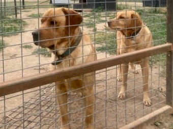 Red Fox Labrador Pups 