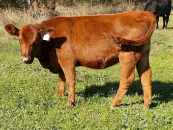 CharolaisxRed Angus 