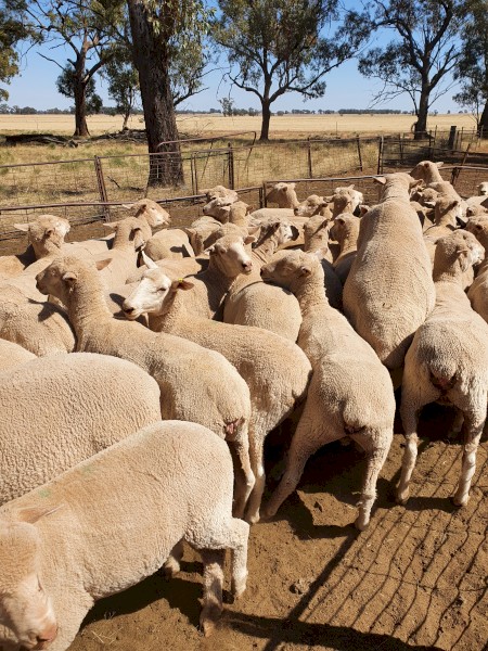 200 merino x Dorset ewes