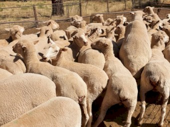 200 merino x Dorset ewes