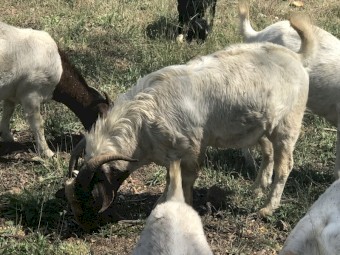 Small Goat Herd