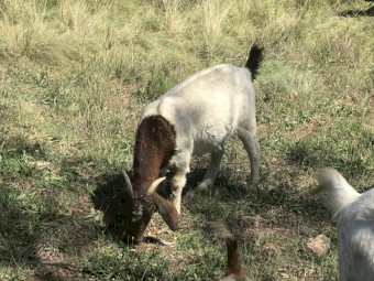 Small Goat Herd