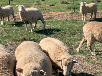 Dorset Ewes 29