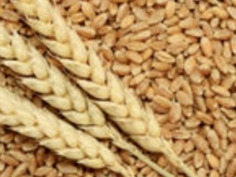 100mt Lancer Wheat Seed