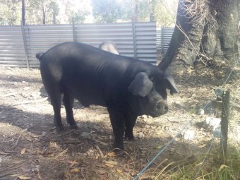 Purebred English Large Black Boars