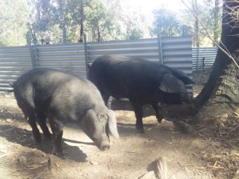 Purebred English Large Black Boars