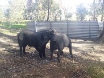 Purebred English Large Black Boars