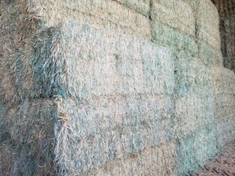 Wheaten Hay - Shedded  (8x4x3 HD)