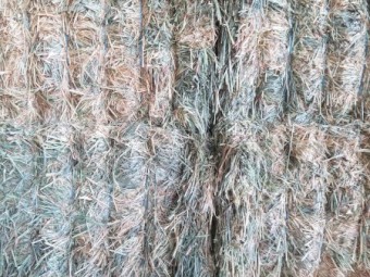 Wheaten Hay - Shedded  (8x4x3 HD)