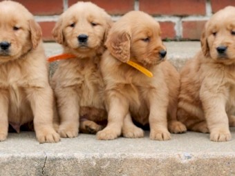 Adorable Golden Retriever Puppies For Sale