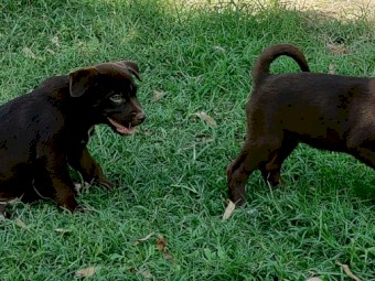 4 X red Kelpie pups
