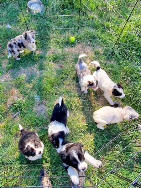 Border Collie Puppies