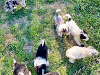 Border Collie Puppies