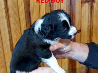 Border Collie Puppies