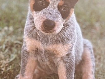 Cattle dog puppies 