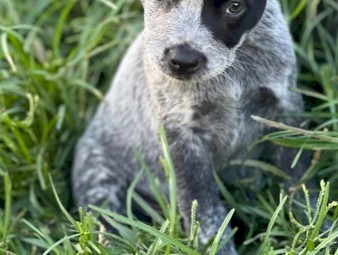 Cattle dog puppies 