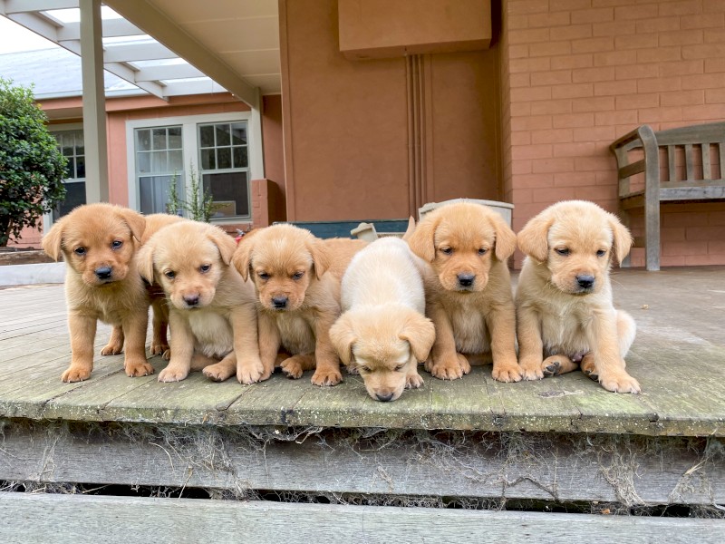 Red Fox Labrador Pups 