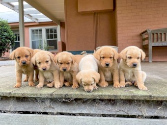 Red Fox Labrador Pups 