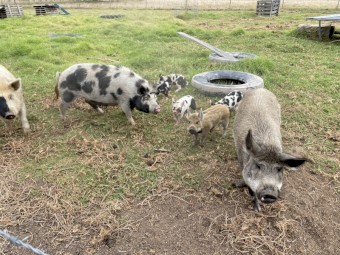 Piglets mixed small breed
