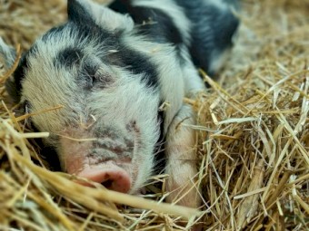 Piglets mixed small breed