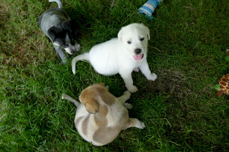 Maremma x Puppies